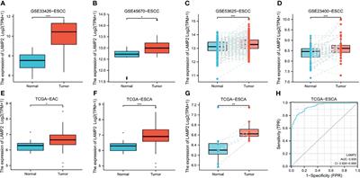 LAMP2 as a Biomarker Related to Prognosis and Immune Infiltration in Esophageal Cancer and Other Cancers: A Comprehensive Pan-Cancer Analysis